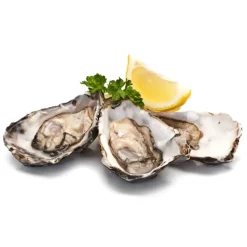 Wilde Wadoesters - Wild Oysters - 500 - Handpicked on the Wadden Sea - UNESCO World Heritage Site - Avvenice