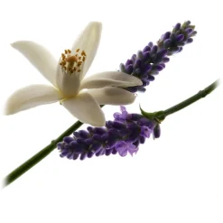 Yves Saint Laurent - Libre Eau De Parfum - The New Fragrance of Freedom - For Those Who Live by Their Own Rules - Luxury - 30 ml - Avvenice