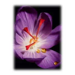 Yves Saint Laurent - Or Rouge Crème - Refill - Wake Up to Healthier and More Revitalized Skin - Luxury - Avvenice