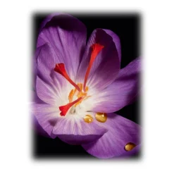 Yves Saint Laurent - Or Rouge Crème Regard - Accelerate The Renewal of Delicate Skin in and Around your Eye Area - Luxury - Avvenice