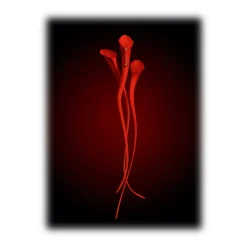 Yves Saint Laurent - Or Rouge Anti-Aging Serum - Powerful Anti-Aging - Skin Resurfacing Serum - Luxury - Avvenice